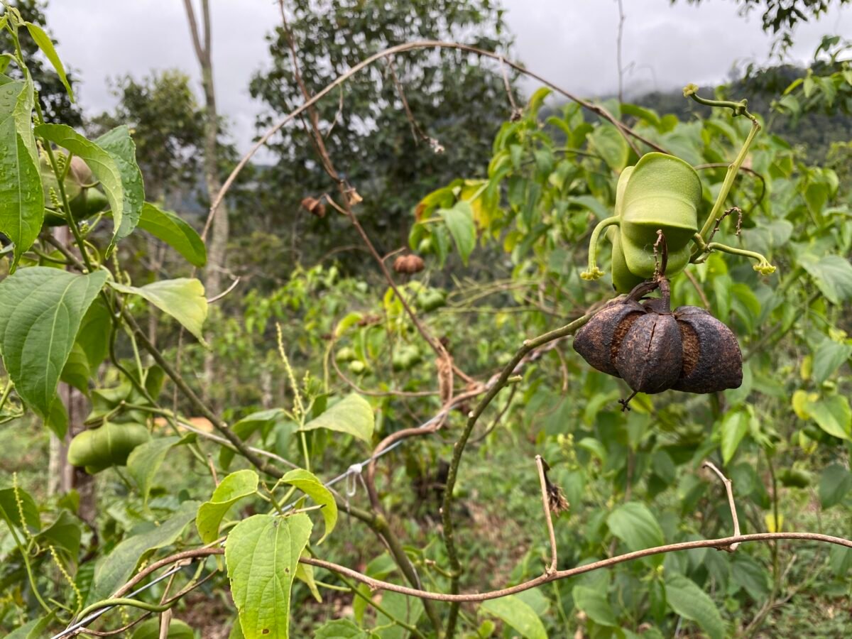 Más vida a tu vida: El Sacha Inchi como una de las mejores fuentes de salud de la naturaleza
